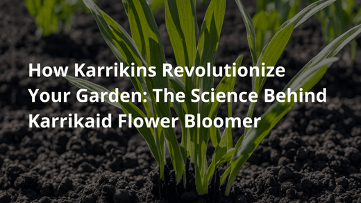 How Karrikins Revolutionize Your Garden: The Science Behind Karrikaid Flower Bloomer